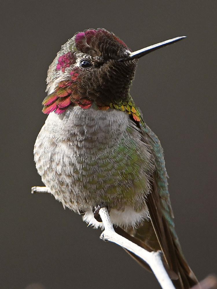 Hummer9.jpg