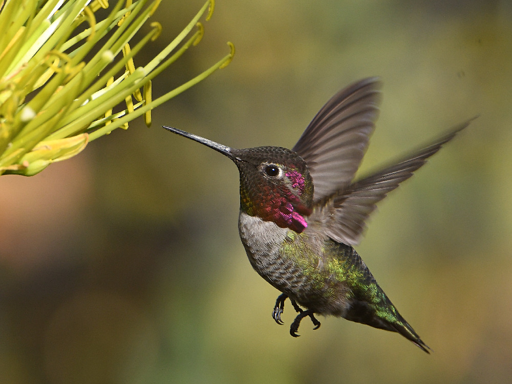 Hummer9.jpg
