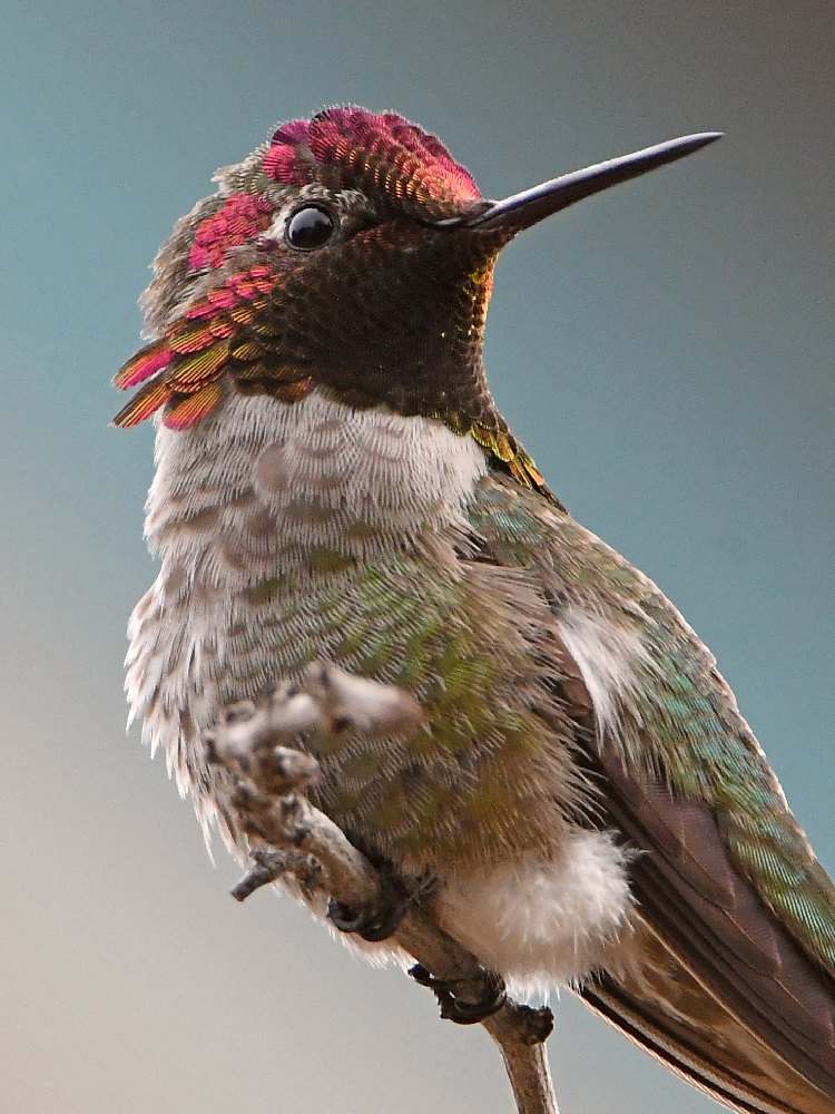 Hummer9.jpg