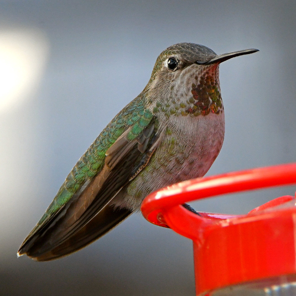 Hummer9.jpg