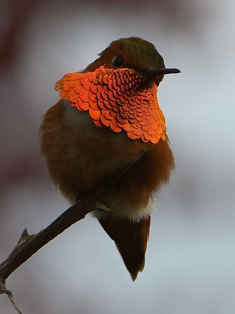 Hummer9.jpg