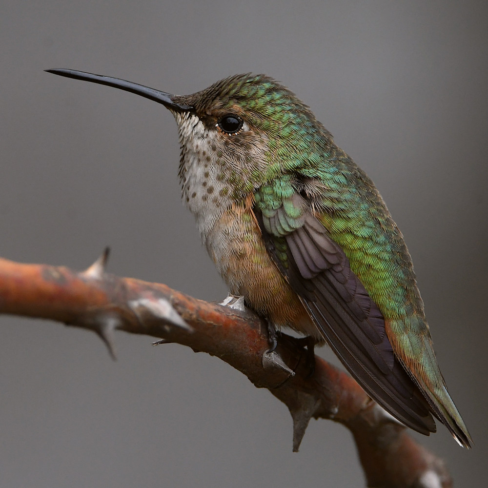Hummer9.jpg