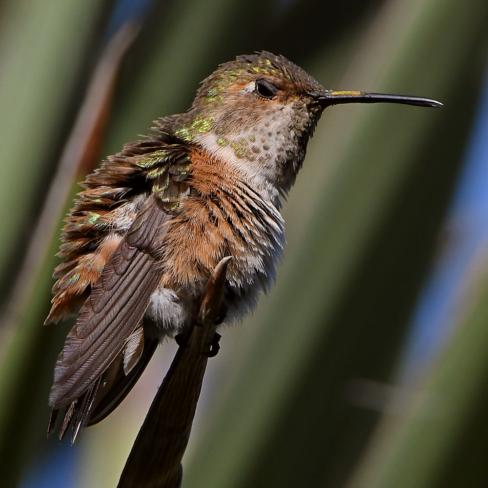 Hummer9.jpg