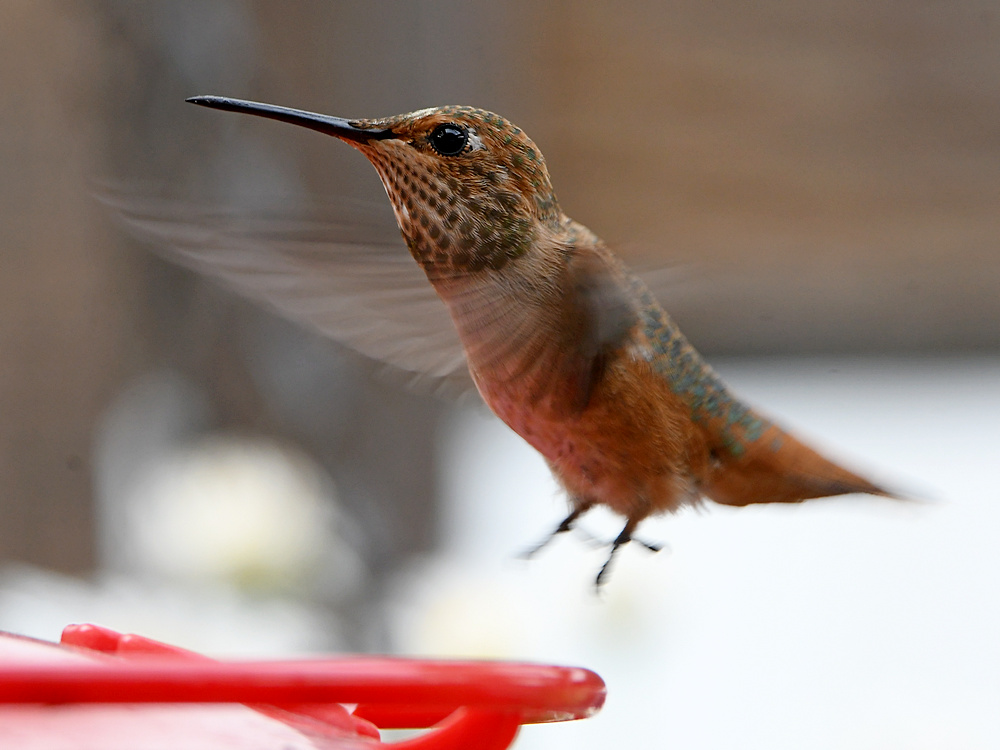 Hummer9.jpg