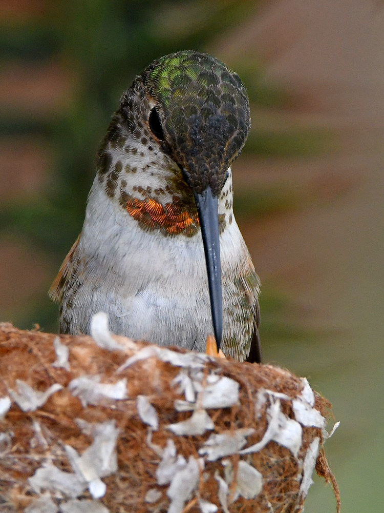 Hummer9.jpg