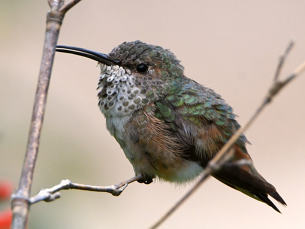 Hummer9.jpg