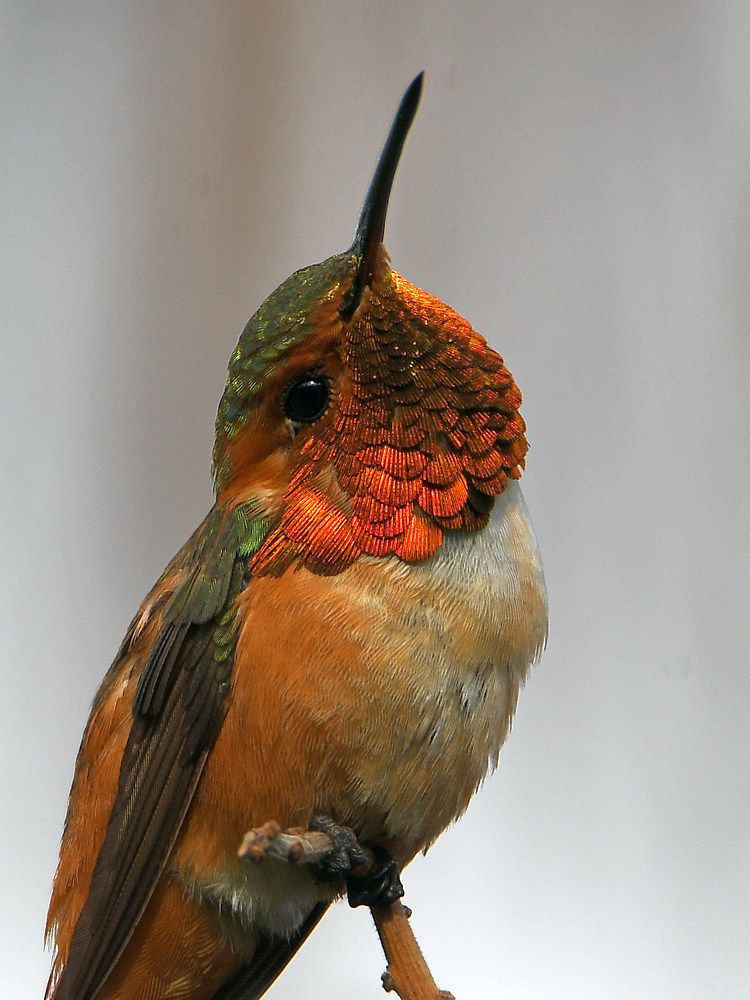 Hummer9.jpg