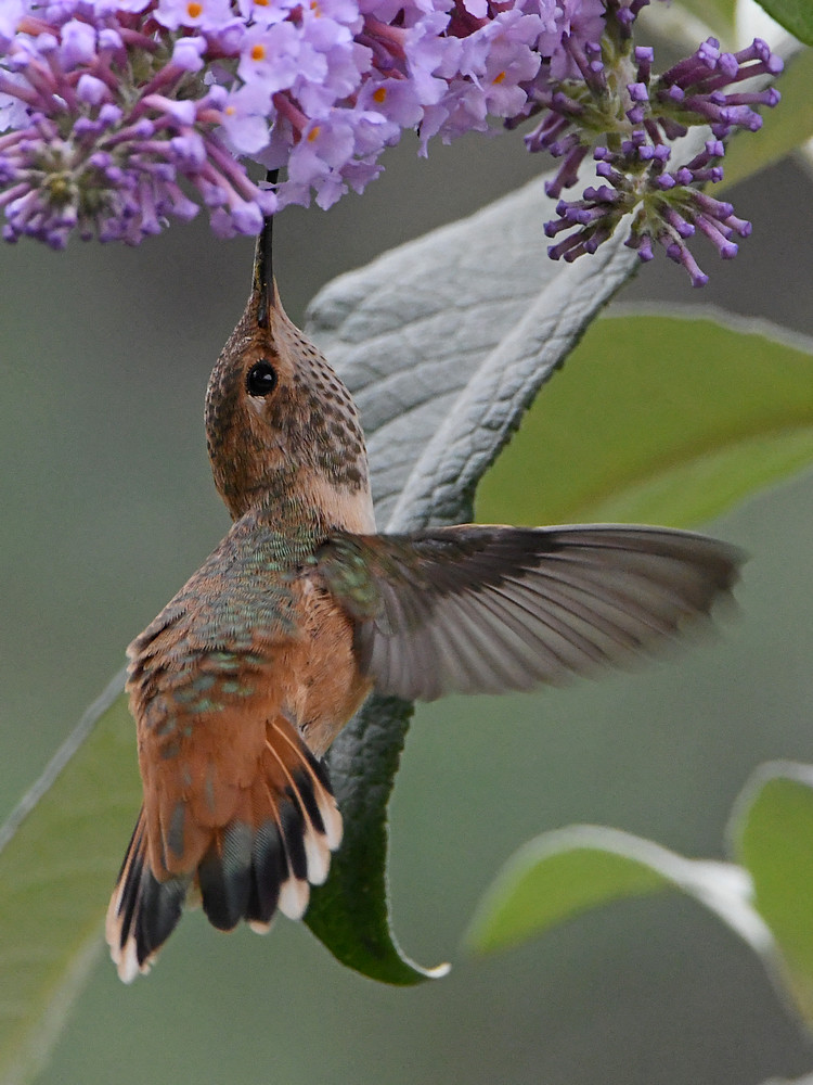 Hummer9.jpg