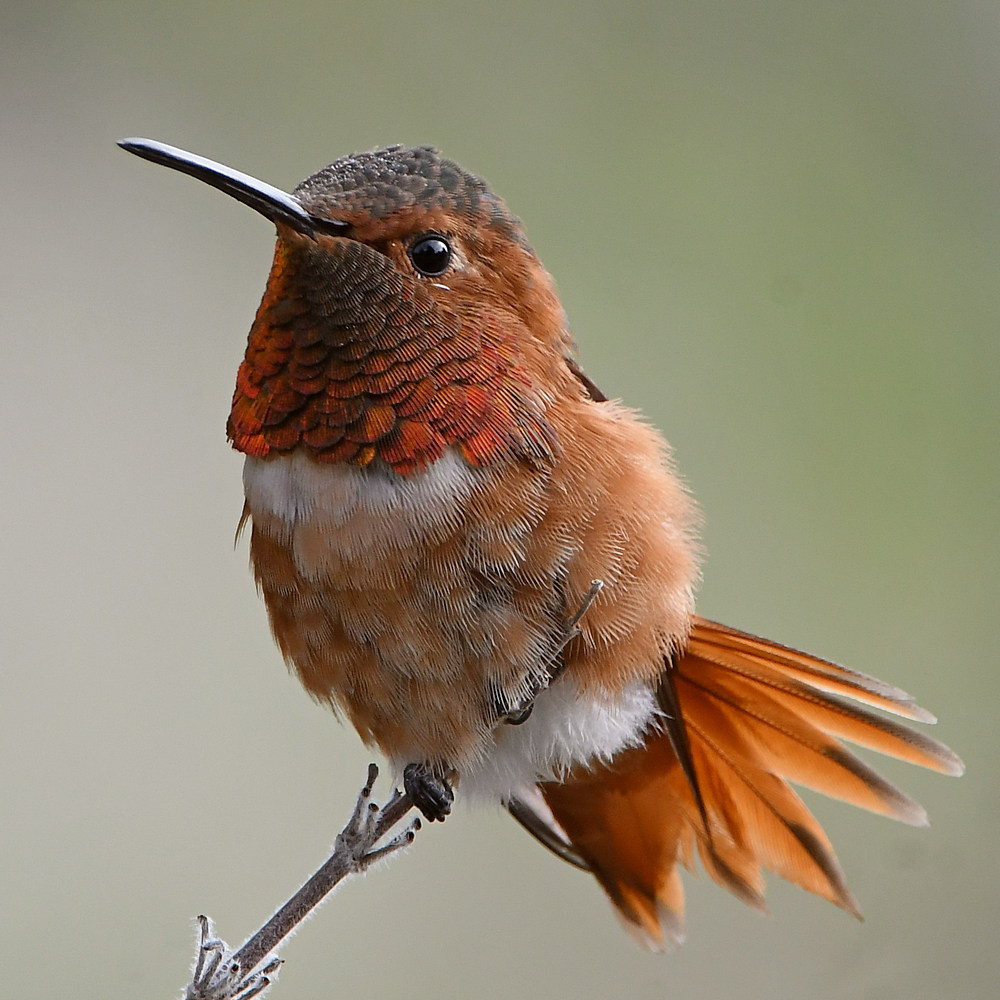 Hummer9.jpg