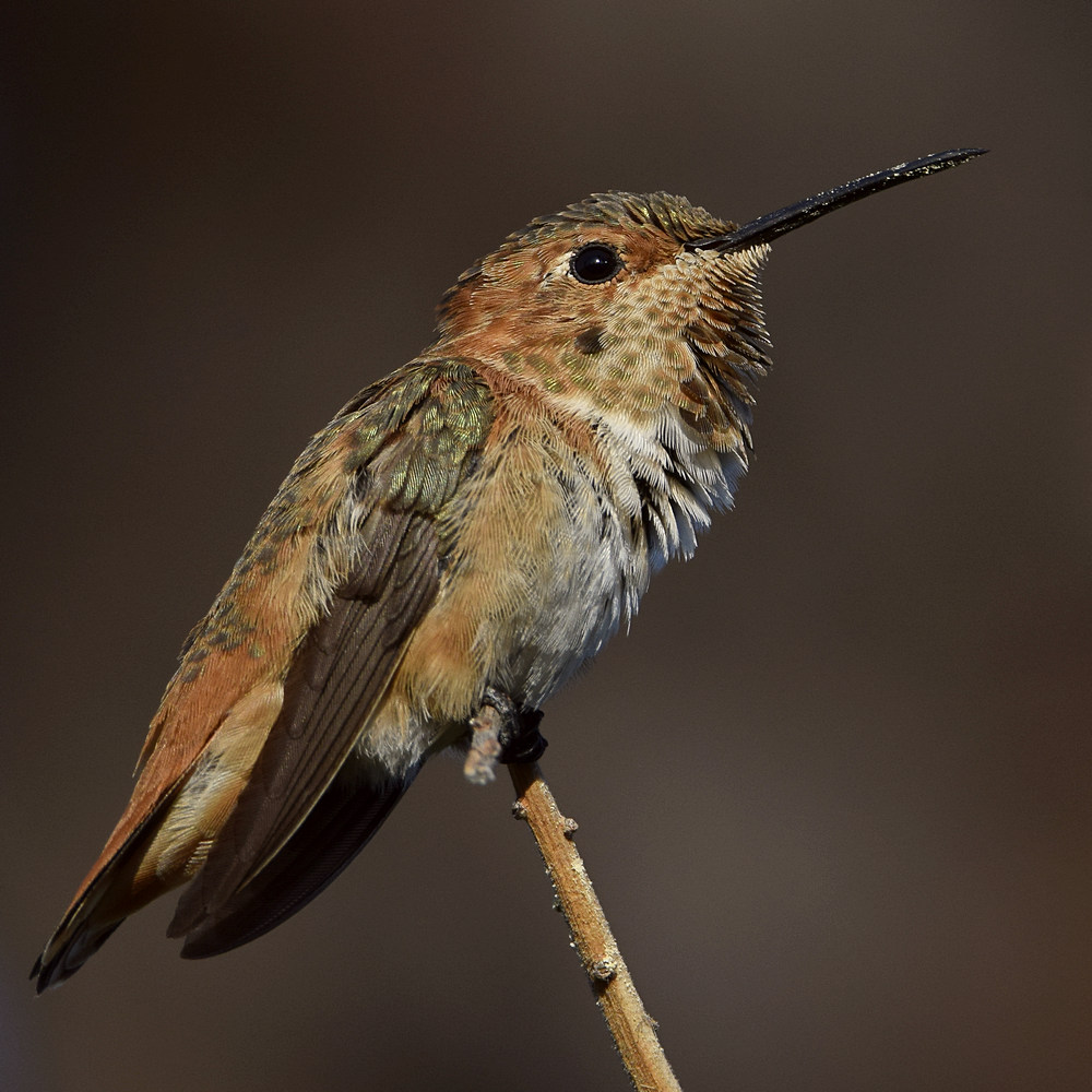 Hummer9.jpg