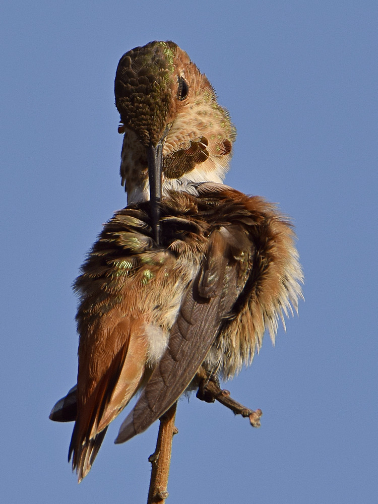 Hummer9.jpg