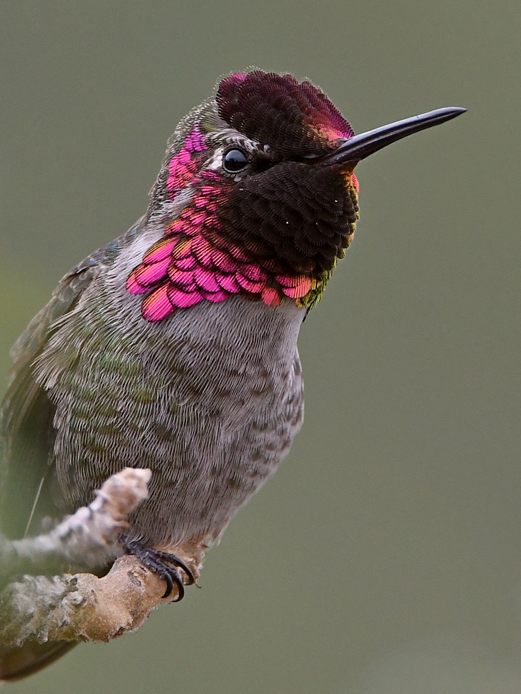 Hummer9.jpg