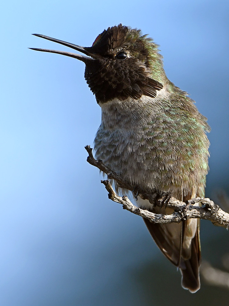 Hummer9.jpg