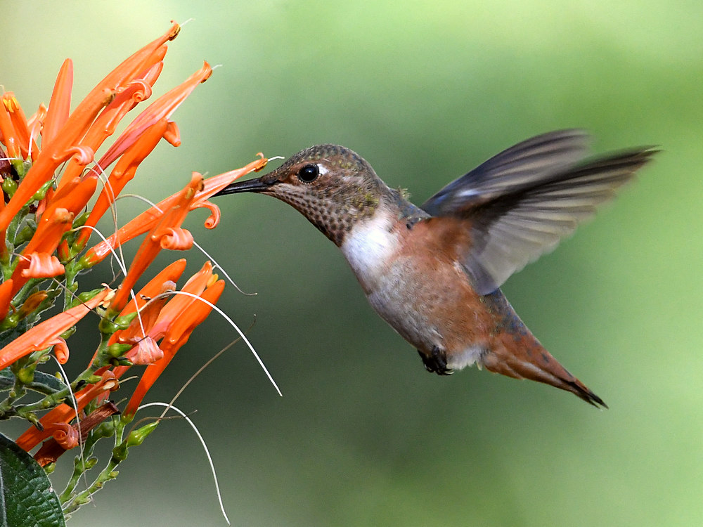 Hummer9.jpg