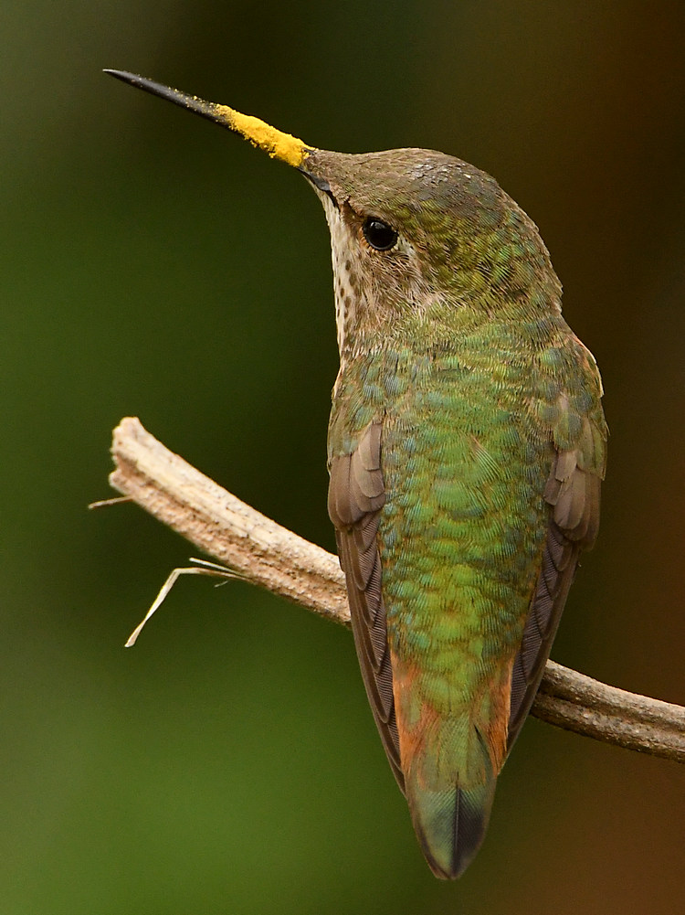 Hummer9.jpg