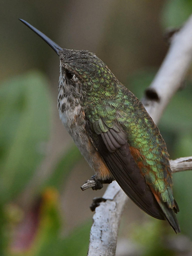 Hummer9.jpg