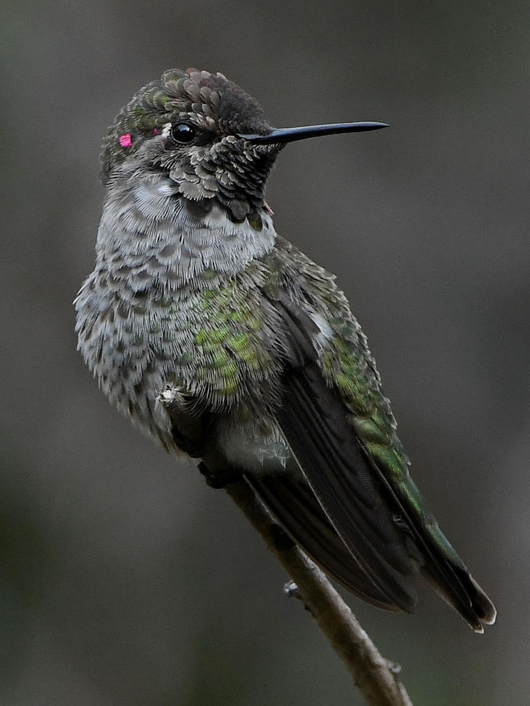 Hummer9.jpg