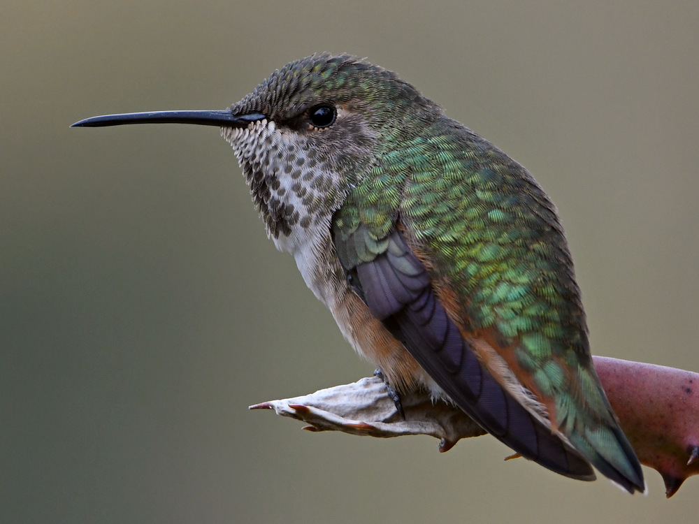 Hummer9.jpg
