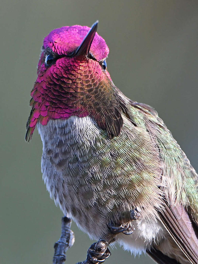 Hummer9.jpg