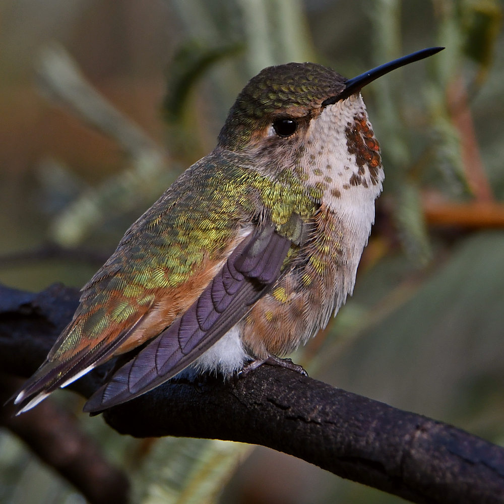 Hummer9.jpg