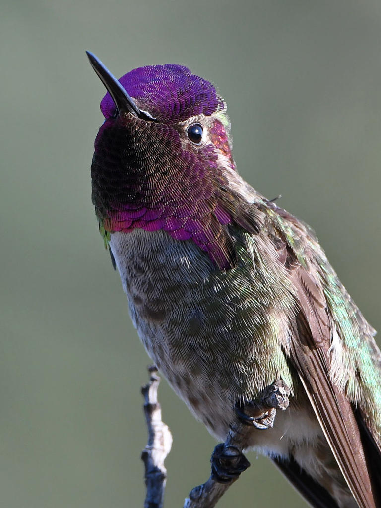 Hummer9.jpg