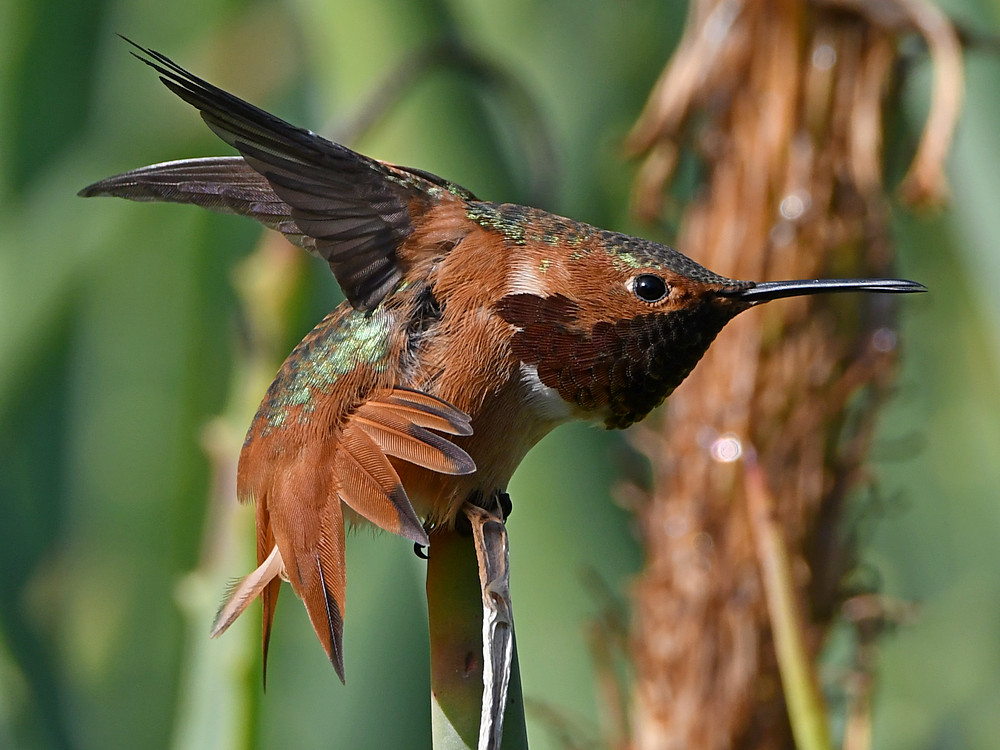 Hummer9.jpg