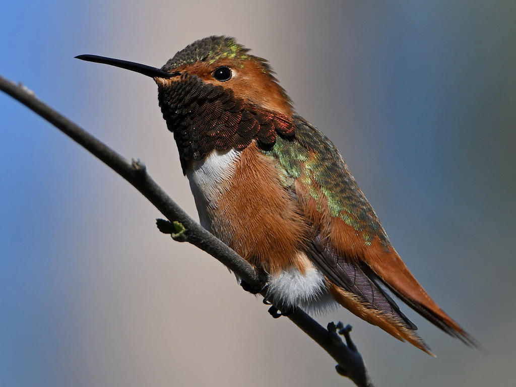 Hummer9.jpg