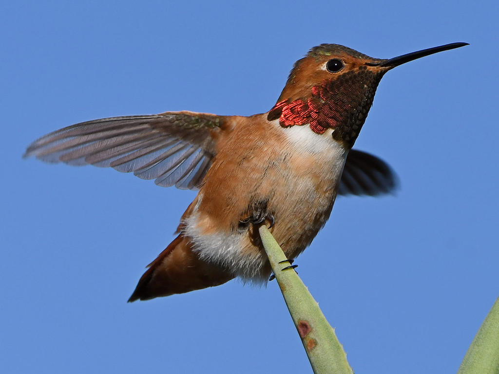 Hummer9.jpg