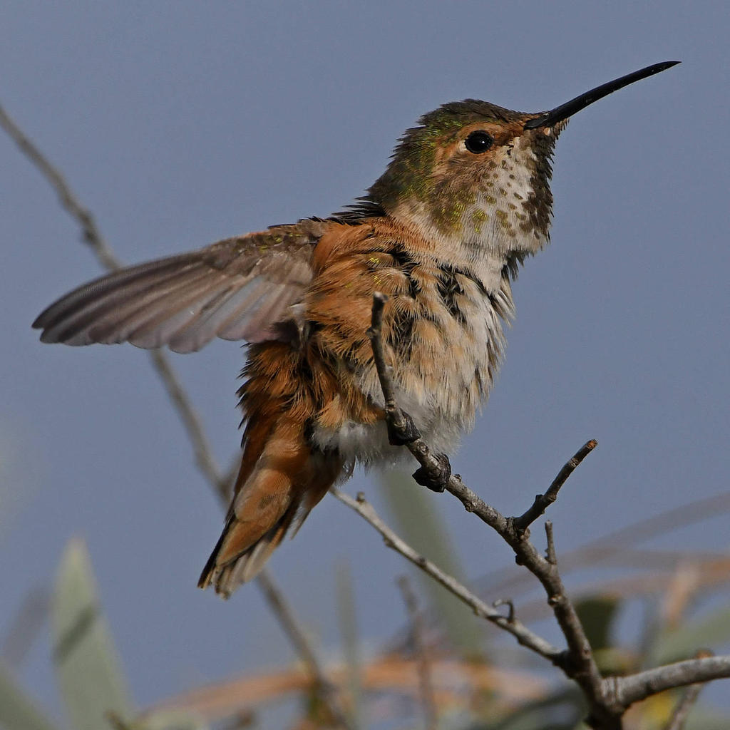 Hummer9.jpg