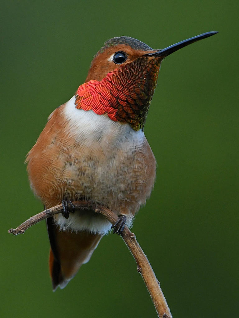 Hummer9.jpg