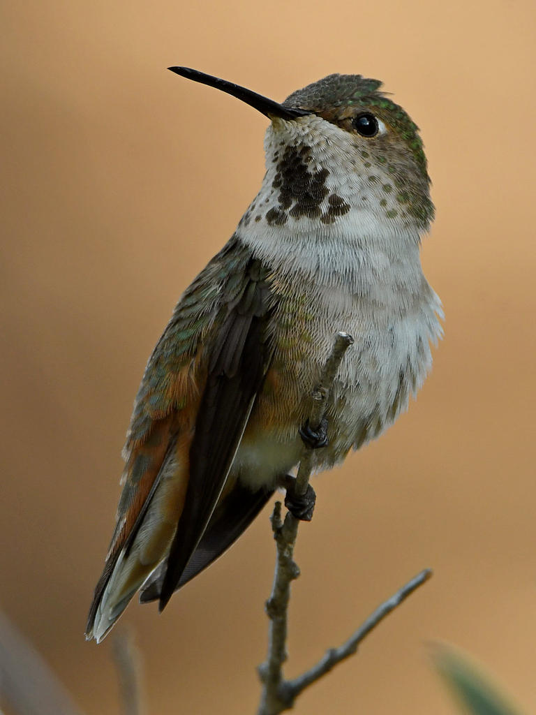 Hummer9.jpg