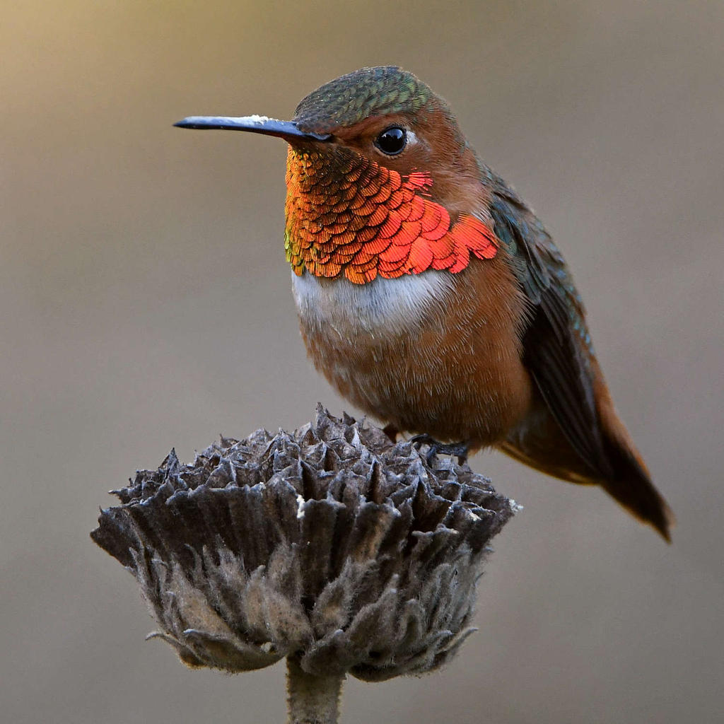Hummer9.jpg