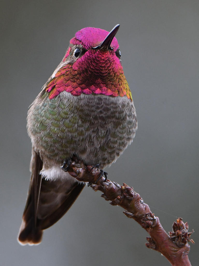 Hummer9.jpg