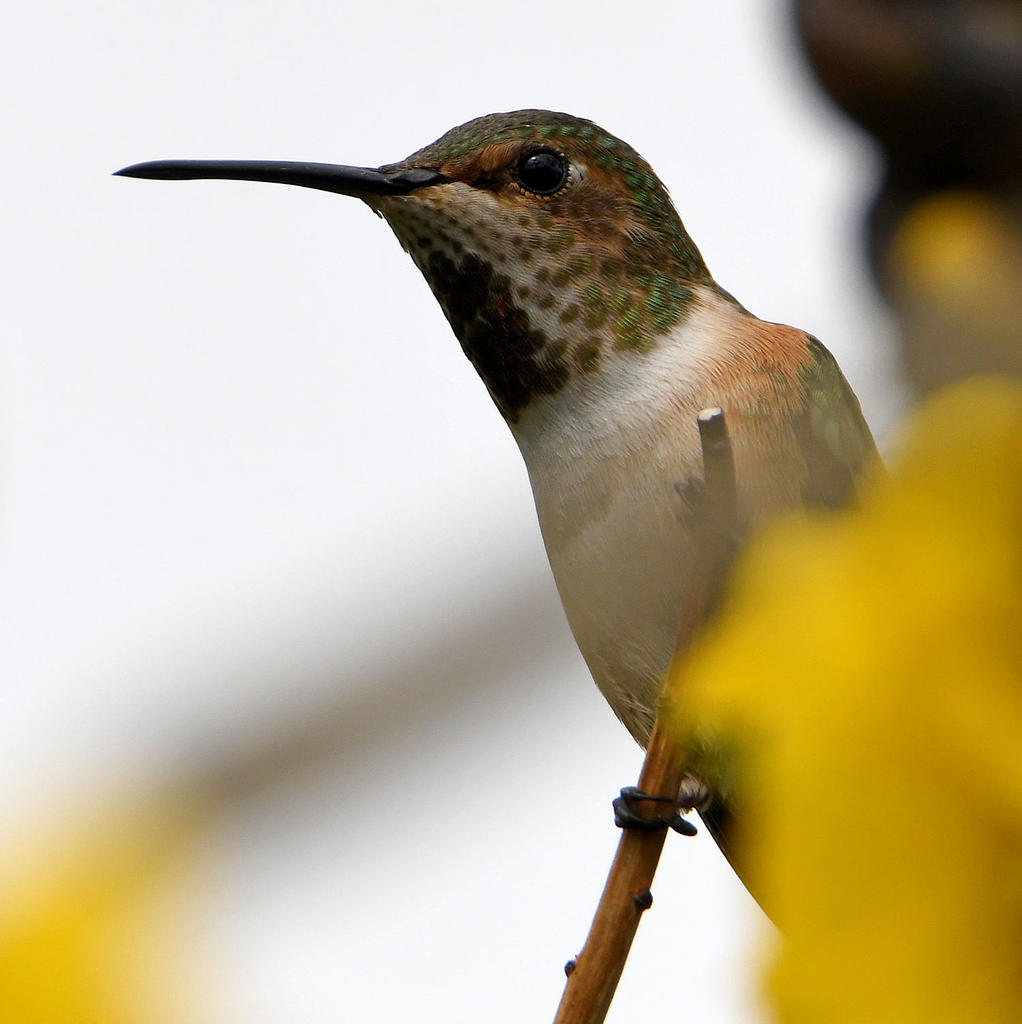 Hummer9.jpg
