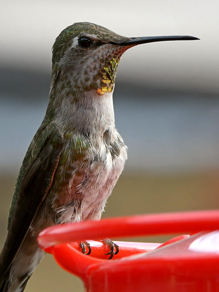 Hummer9.jpg
