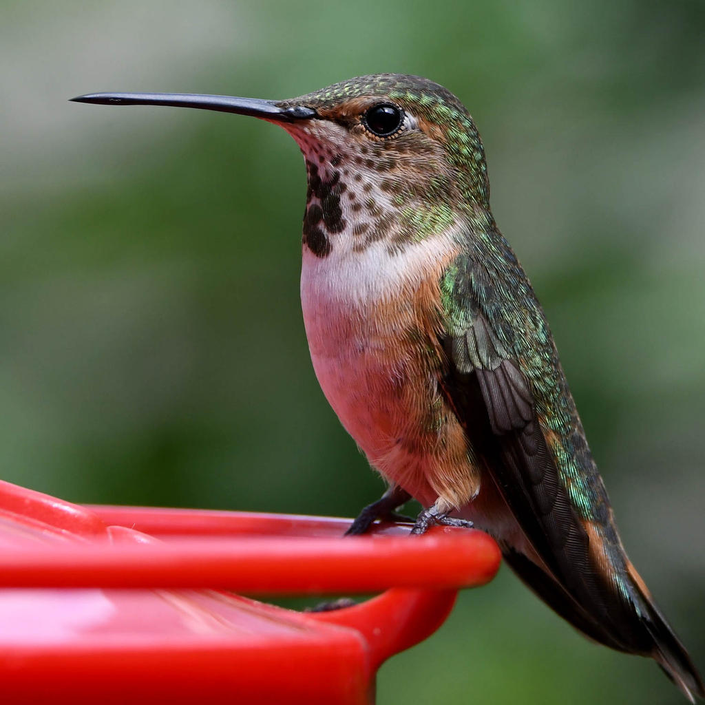 Hummer9.jpg