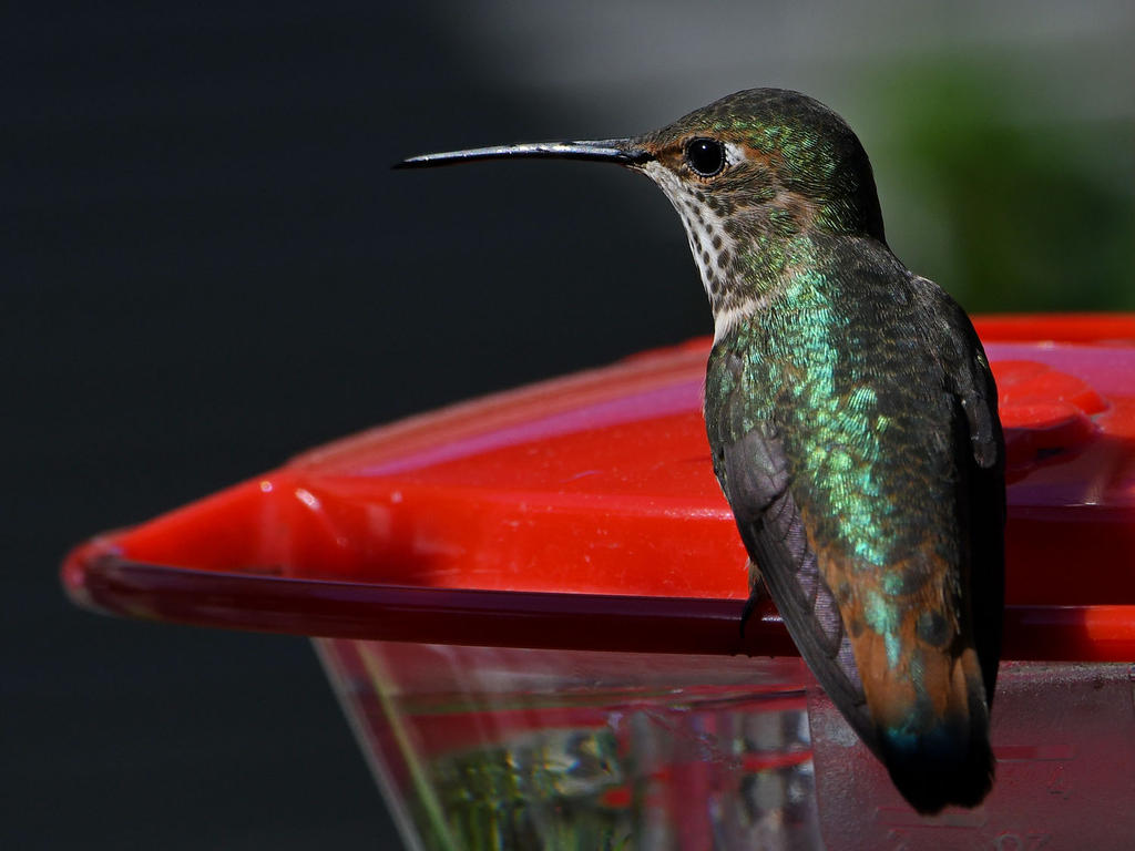 Hummer9.jpg