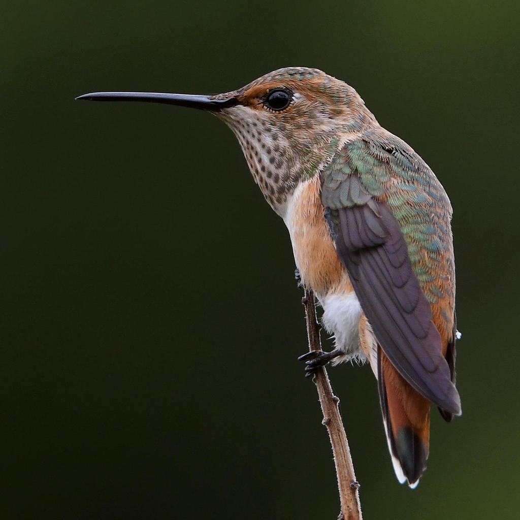 Hummer9.jpg