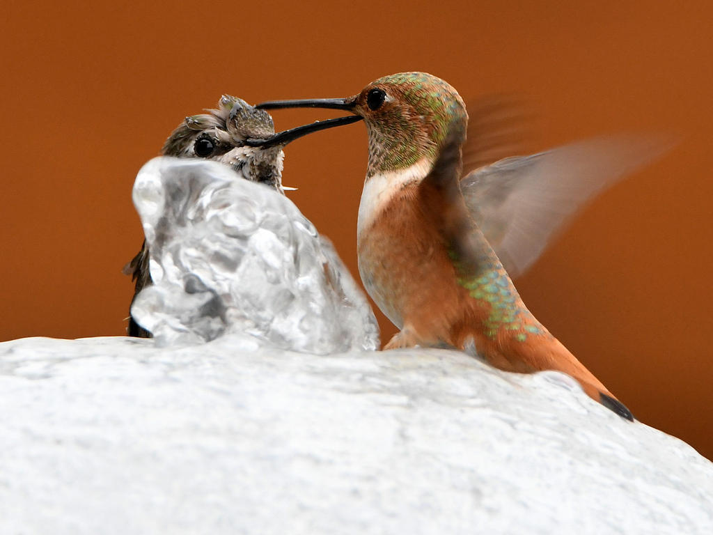 Hummer9.jpg
