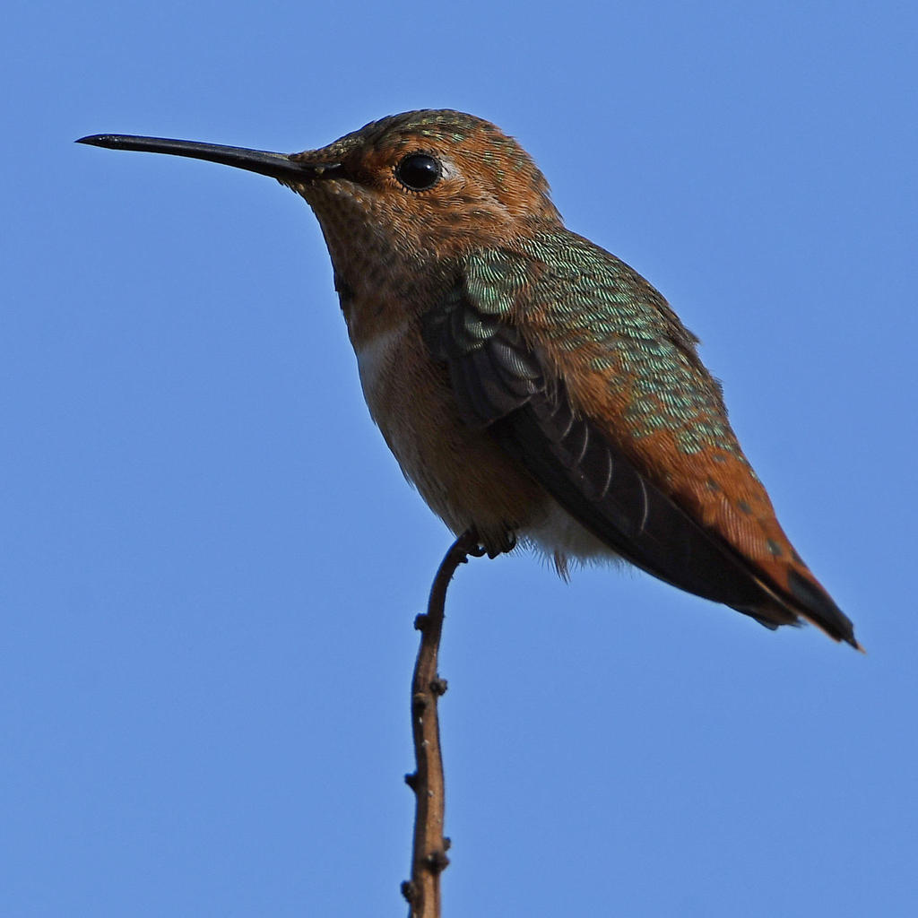 Hummer9.jpg