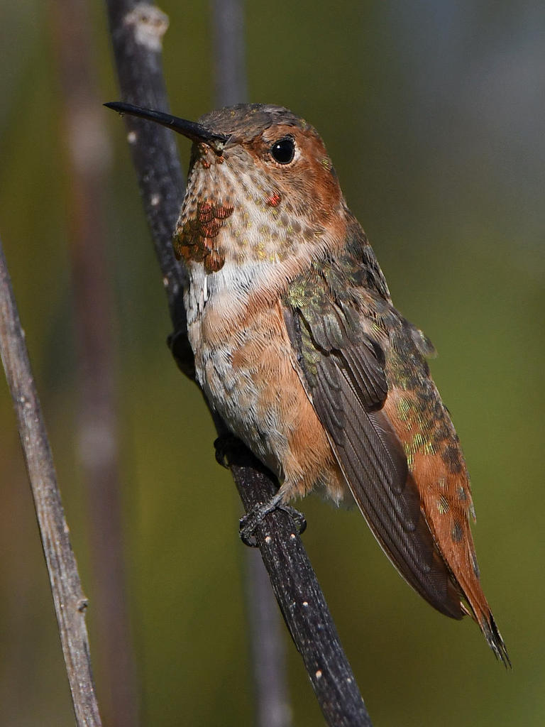 Hummer9.jpg