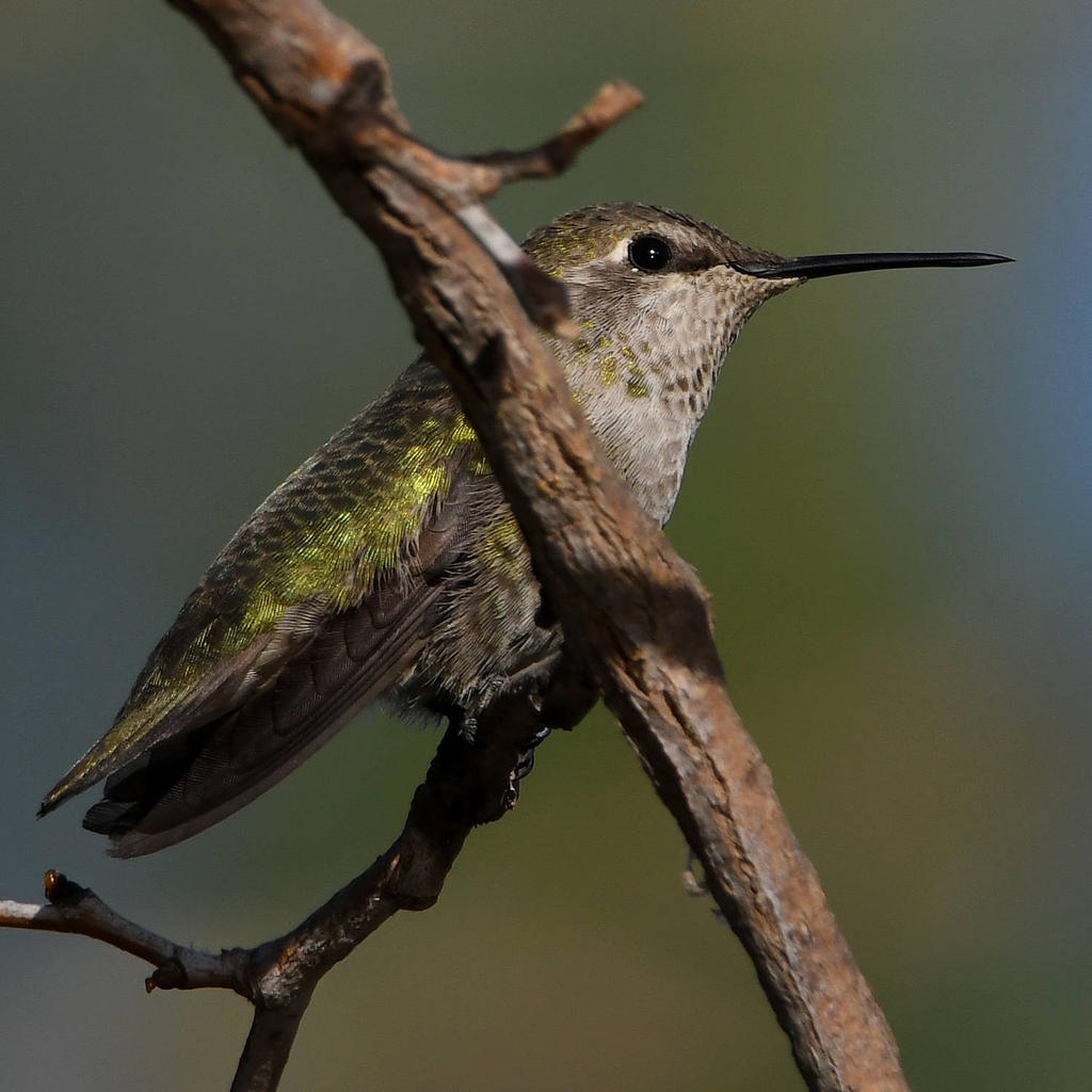 Hummer9.jpg