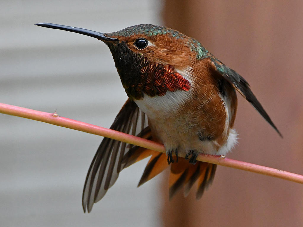 Hummer9.jpg