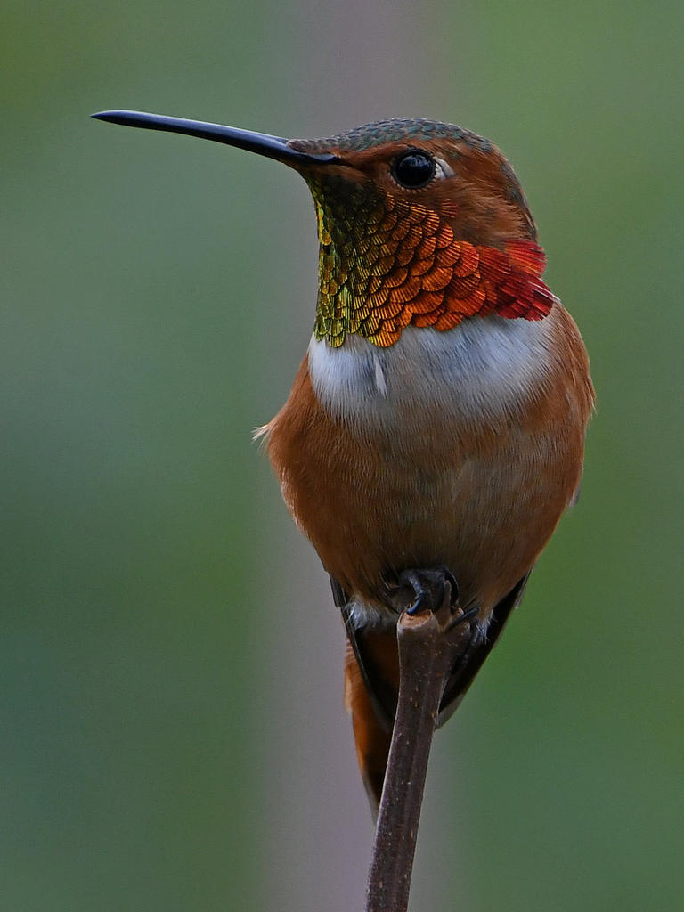 Hummer9.jpg