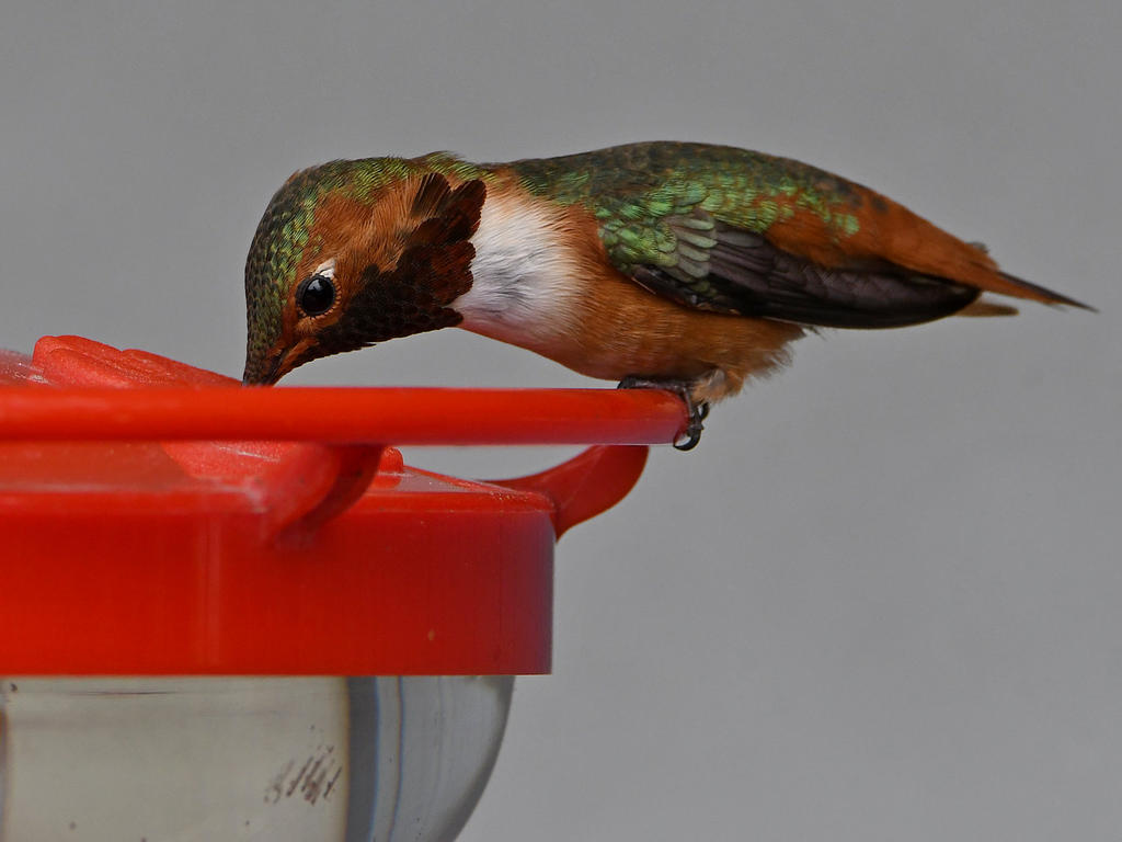 Hummer9.jpg