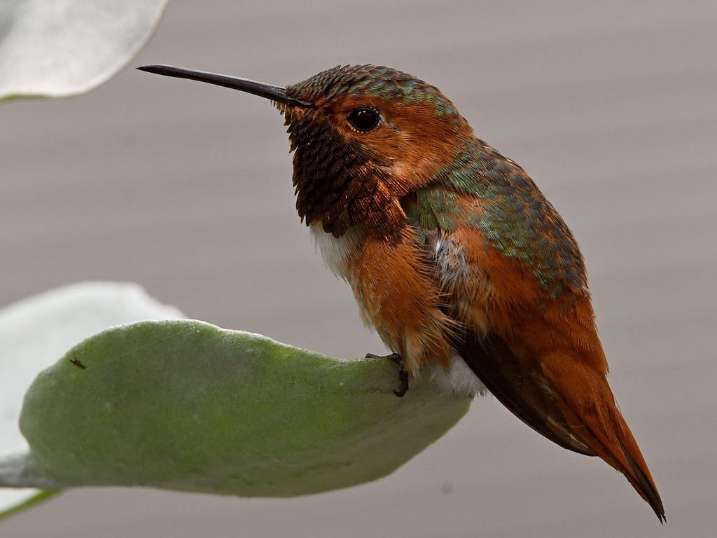 Hummer9.jpg