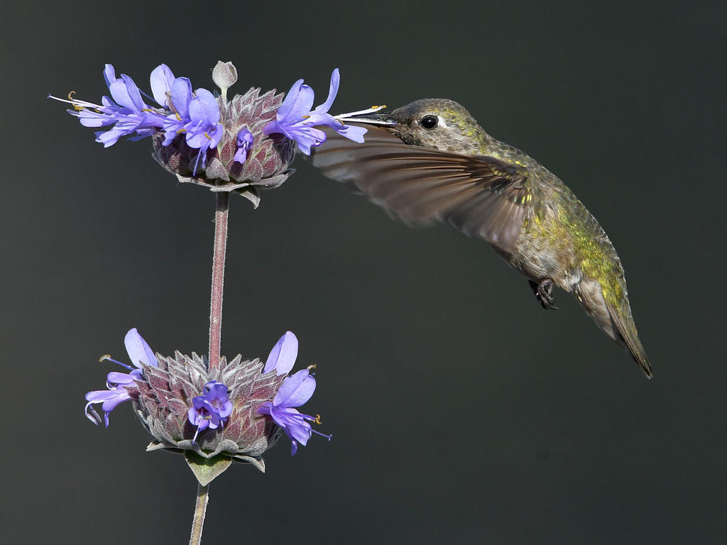 Hummer9.jpg