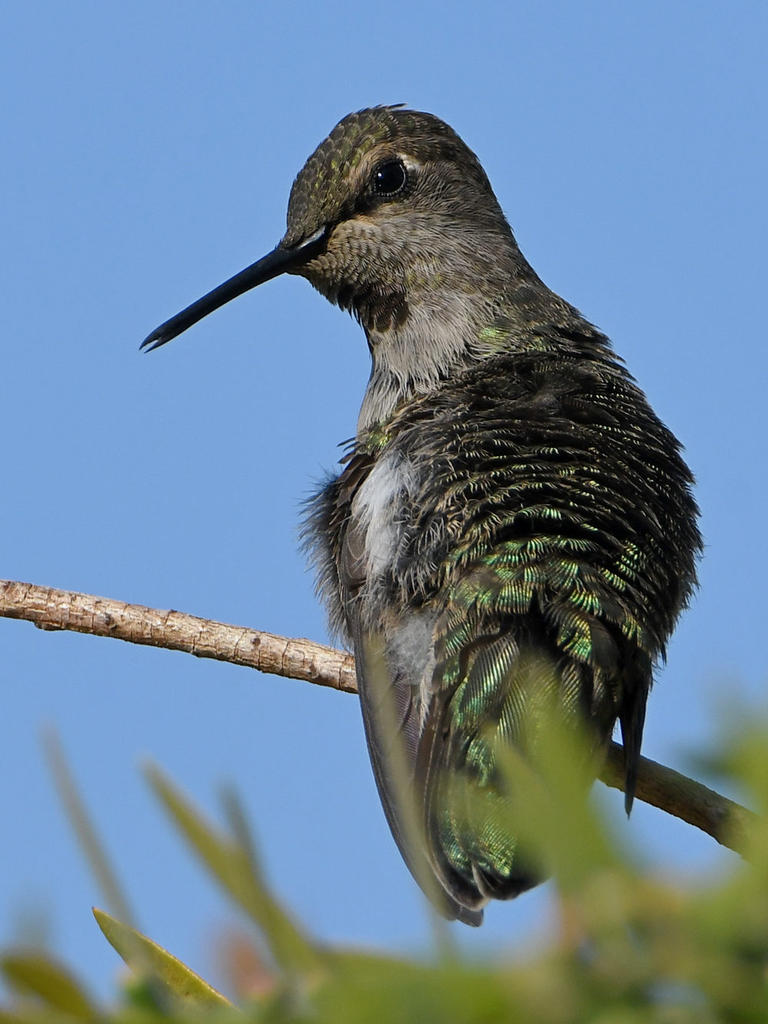 Hummer9.jpg