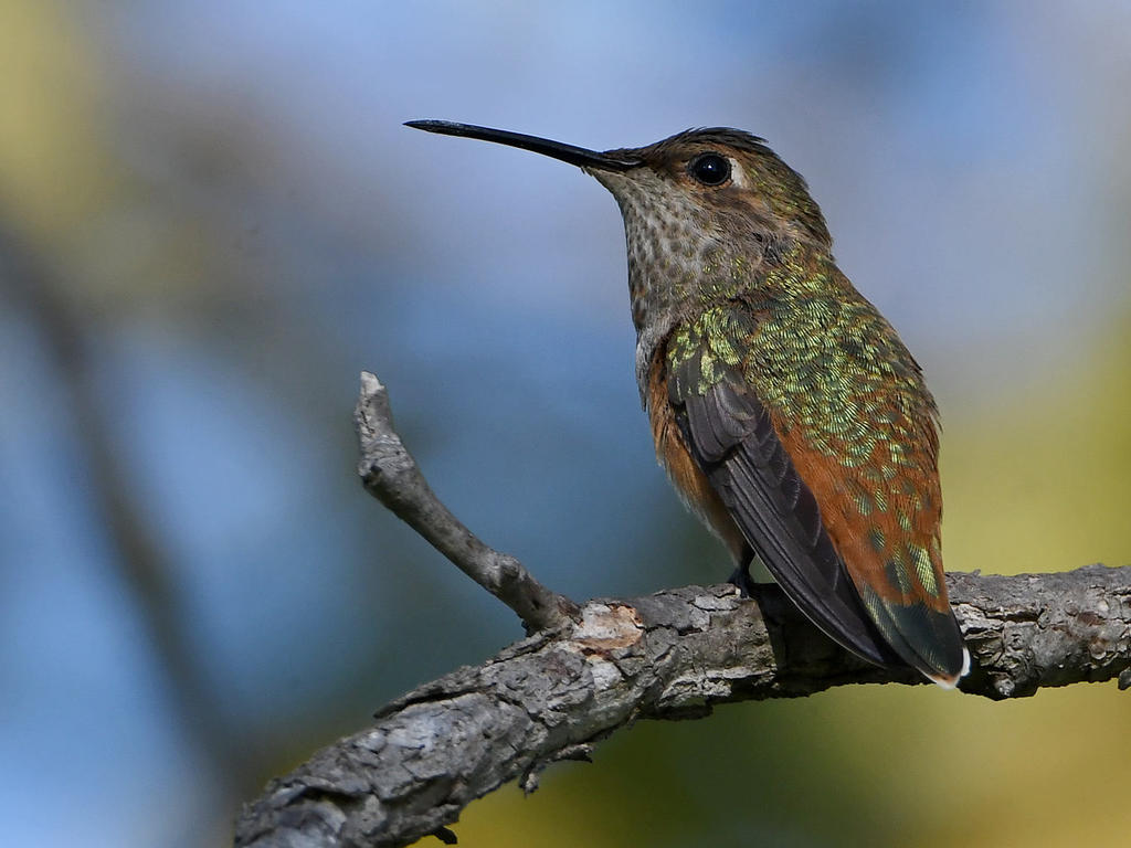 Hummer9.jpg