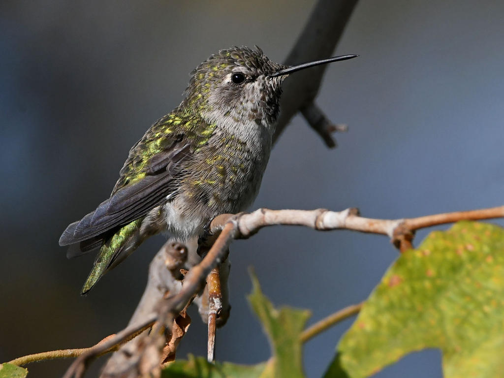 Hummer9.jpg